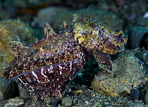 Flamboyant cuttlefish (Metasepia pfefferi) camouflaged on seabed, hunting, Ambon, Indonesia, Pacific Ocean.