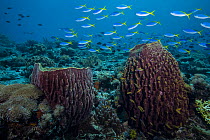 Giant barrel sponges (Xestospongia sp.) and Yellow-tail fusiliers (Caesio teres) on a coral reef with Threadfin anthias (Pseudanthias huchti) in foreground, Ambon, Indonesia, Pacific Ocean.