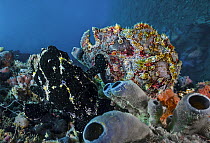 Giant frogfish (Antennarius commersoni) mated pair, female right, resting on seabed, Ambon, Indonesia; Pacific Ocean.