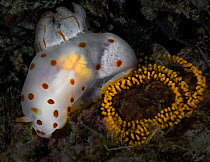 Dorid nudibranch (Gymnodoris ceylonica) with eggs, Ambon, Indonesia, Pacific Ocean.
