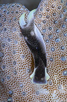 Headshield slug (Chelidonura amoena) portrait, Triton Bay, West Papua, Indonesia, Pacific Ocean.