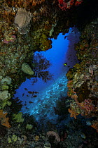 Underwater cave with walls covered with encrusting organisms, especially Sponges (Porifera) and Corals (Anthozoa), Hukarilla Cave, Ambon, Indonesia, Pacific Ocean.