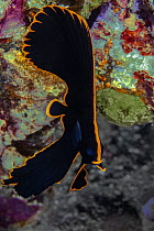 Pinnate batfish (Platax pinnatus) juvenile, portrait, mimicking the appearance of a toxic flatworm to deter predators, Ambon, Indonesia, Pacific Ocean.