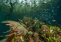 Mangrove ecosystem with algae (Halimeda), Sponges (Porifera), Solitary tunicates (Polycarpa sp.), Colonial ascidians (Atriolum sp.), a mound-like Hard coral colony (Faviidae), and feather-like Colonia...
