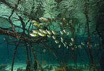 Schooling Banded archerfish (Toxotes jaculatrix) swimming among mangrove roots, Misool, Raja Ampat, Indonesia, Pacific Ocean.
