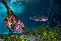 Mangrove red snapper (Lutjanus argentimaculatus) swimming among mangrove roots with Soft corals (Dendronephthya sp.) and green algae (Halimeda sp.), Raja Ampat, Indonesia, Pacific Ocean.