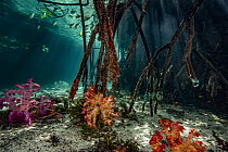 Mangrove roots with colorful Soft corals (Dendronephthya sp.) on seabed and Banded archerfish (Toxotes jaculatrix) swimming above near the surface, Misool, Raja Ampat, Indonesia, Pacific Ocean.