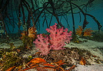 Mangrove roots with Soft corals (Dendronephthya sp.) and  decaying mangrove leaves, Misool, Raja Ampat, Indonesia, Pacific Ocean.