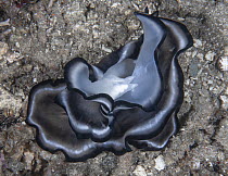 Polyclad flatworms (Pseudobiceros sp.) pair, mating on seabed, Raja Ampat, Indonesia, Pacific Ocean.