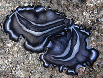 Polyclad flatworms (Pseudobiceros sp.) pair, on seabed preparing to mate, Raja Ampat, Indonesia, Pacific Ocean.