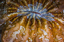 Mushroom coral (Fungiidae) mouth detail, Ambon, Indonesia, Pacific Ocean.