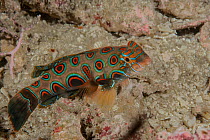 Picturesque dragonet (Synchiropus picturatus) resting on seabed, Raja Ampat, Indonesia, Pacific Ocean.