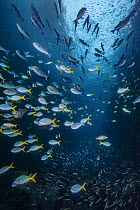A large, mixed aggregation of fish swimming through a reef cut, including (from top to bottom) Eyestripe surgeonfish (Acanthurus dussumieri), Yellowtail fusiliers (Caesio cuning), Sergeant damselfish...