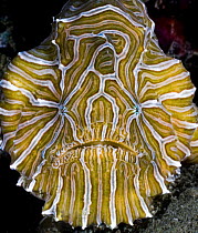 Psychedelic frogfish (Histiophryne psychedelica) portrait, Ambon, Indonesia, Pacific Ocean.