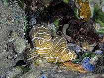 Psychedelic frogfish (Histiophyrne psychedelica) hiding in crevice on seabed, Ambon, Indonesia, Pacific Ocean.