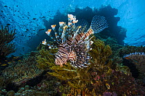 Red lionfish (Pterois volitans) swimming over coral reef with Soft corals, from left to right (Dichotella sp.), (Sinularia sp.), (Nephthea sp.) and Hard coral (Acropora sp.), Raja Ampat, Indonesia, Pa...