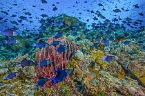 Schools of Redtooth triggerfish (Odonus niger) feeding on plankton over coral reef, Ambon, Indonesia, Pacific Ocean.