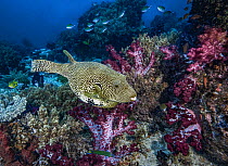 Map puffer (Arothron mappa) swimming over coral reef with Soft corals (Dendronephthya sp.), Threadfin anthias (Pseudanthias huchti) and Damselfish (Pomacentridae), Raja Ampat, Indonesia, Pacific Ocean...