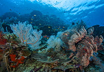A coral reef scene with red Sea fans (Melithaea sp.) and Threadfin anthias (Pseudanthias huchti). Also present are hard plate corals, Wire coral (Cirrhipathes sp.), red Encrusting sponge (Porifera), B...