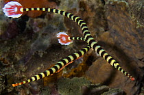 Ringed pipefish (Doryrhamphus dactyliophorus) pair, male carrying fertilized eggs attached to a specialized patch of skin on its abdomen, Ambon, Indonesia, Pacific Ocean.
