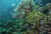 School of Slender fusiliers (Gymnocaesio gymnoptera) swimming over coral reef with Sea fan (Melithaea sp.) and Soft corals (Sarcophyton sp.), Raja Ampat, Indonesia, Pacific Ocean.