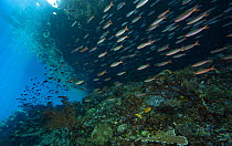 School of Slender fusiliers (Gymnocaesio gymnoptera) swimming over reef in shallow water, Raja Ampat, Indonesia, Pacific Ocean.