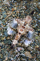 Dragon sea moth (Eurypegasus draconis) resting on seabed, Ambon, Indonesia, Pacific Ocean.