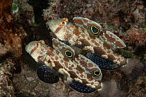 Two Signal gobies (Signigobius biocellatus) side by side, portrait, Raja Ampat, Indonesia, Pacific Ocean.