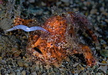 Striated frogfish (Antennarius striatus) using its bifurcated, worm-like lure (esca) to hunt for food on seabed, Ambon, Indonesia, Pacific Ocean.