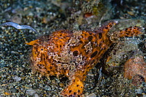 Striated frogfish (Antennarius striatus) using its bifurcated, worm-like lure (esca) to hunt for food on seabed, Ambon, Indonesia, Pacific Ocean.