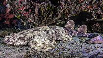 Tassled wobbegong (Eucrossorhinus dasypogon) resting on seabed under a ledge inside a small cave with Red soldierfish (Myripristis sp.) behind, Raja Ampat, Indonesia, Pacific Ocean.