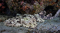 Tassled wobbegong (Eucrossorhinus dasypogon) resting on seabed under a ledge inside a small cave, Raja Ampat, Indonesia, Pacific Ocean.