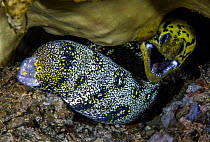 Fimbriated moray (Gymnothorax fimbriatus) right, and Snowflake moray (Echidna nebulosa) left, sharing the same den, Ambon, Indonesia, Pacific Ocean.