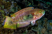 Two-spot wrasse (Oxycheilinus bimaculatus) portrait, with an unusually shaped caudal (tail) fin, Ambon, Indonesia, Pacific Ocean.