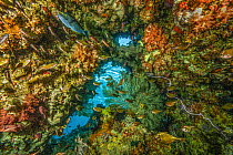 Underwater cave with Soft corals (Nephtheidae), Cup corals (Dendrophylliidae), Black corals (Antipatharia), Dusky sweepers (Pempheris adusta), Soldierfish (Myripristis sp.) and Eyestripe surgeonfish (...