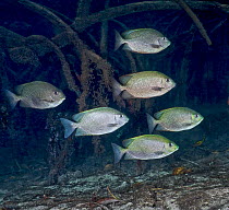 Vermiculate rabbitfish (Siganus vermiculatus) school swimming among mangrove roots, Raja Ampat, Indonesia, Pacific Ocean.