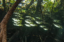 RF - Banded archerfish (Toxotes jaculatrix) school swimming among mangroves, Raja Ampat, Indonesia, Pacific Ocean. (This image may be licensed either as rights managed or royalty free.)