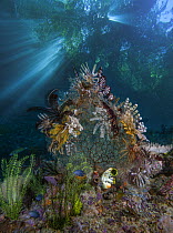 RF - Group of Feather stars (Crinoidea) resting on an unidentified coral sea fan, Raja Ampat, Indonesia, Pacific Ocean. (This image may be licensed either as rights managed or royalty free.)
