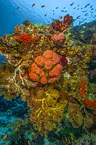 RF - Reef overhang with Sea fans (Melithaea), orange Cup corals (Dendrophylliidae), Soft corals (Dendronephthya sp.), red Encrusting sponges (Porifera), Solitary tunicates (Polycarpa sp.) and Anthias...