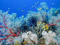 RF - Coral reef scene with Gorgonian coral sea fans (Melithaea sp.), Soft corals (Nephtheidae) and Featherstars (Crinoidea), Raja Ampat, Indonesia, Pacific Ocean. (This image may be licensed either as...
