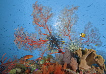 RF - Coral reef scene with Gorgonian sea fan (Melithaea sp.),  Feather stars (Crinoidea), Saddle grouper (Cephalopholis sexmaculata) and Blacklip butterflyfish (Chaetodon kleinii). Also present are se...