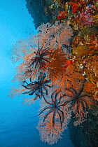 RF - Large orange Sea fan (Melithaea sp.) with Feather stars (Crinoidea) and Soft corals (Nephtheidae) on reef wall, Raja  Ampat, Indonesia, Pacific Ocean. (This image may be licensed either as right...