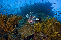 RF - Red lionfish (Pterois volitans) swimming over reef with soft corals (Dichotella sp. and Sinularia sp.) and reef fish, Raja Ampat, Indonesia, Pacific Ocean. (This image may be licensed either as r...