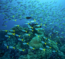 RF - Yellowtail fusiliers (Caesio cuning) school swimming over a reef with many healthy soft and hard corals, with an Eyestripe surgeonfish (Acanthurus dussumieri) among them, Raja Ampat, Indonesia, P...