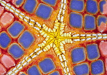 RF - Detail of the underside of a colourful Cushion sea star (Culcita novaeguineae), Ambon, Indonesia, Pacific Ocean. (This image may be licensed either as rights managed or royalty free.)