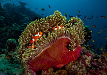 RF - False clown anemonefish (Amphiprion ocellaris) pair and juvenile, living among their Magnificent sea anemone (Heteractis magnifica) home, Raja Ampat, Indonesia, Pacific Ocean. (This image may be...