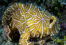 RF - Psychedelic frogfish (Histiophryne psychedelica) resting on seabed, Ambon, Indonesia, Pacific Ocean. (This image may be licensed either as rights managed or royalty free.)