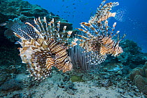 RF - Group of Red lionfish (Pterois volitans) engaging in cooperative hunting over coral reef, displaying aggression with venomous spines erect, possible defensive behaviour, Raja Ampat, Indonesia, Pa...