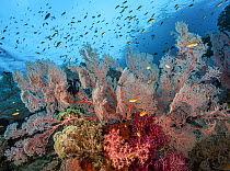 RF - Coral reef scene with Sea fans (Melithaea sp.) and (Echinogorgia sp.), soft corals (Dendronephthya sp.) and (Umbellulifera sp.) and Threadfin anthias (Pseudanthias huchti),  Raja Ampat, Indonesia...