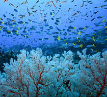 RF - Gorgonian coral sea fans (Melithaea sp.) with Yellowtail fusiliers (Caesio cuning) and Banana fusiliers (Pterocaesio pisang) feeding on zooplankton in midwater. Also seen among the sea fans are D...